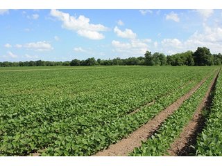 Tract 10 - LOUISIANA LAND AUCTION, 1152+/- Acres offered in 1 Tract